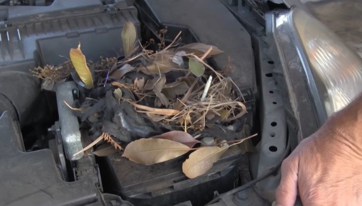 How To Keep Mice Out Of Car Engine
